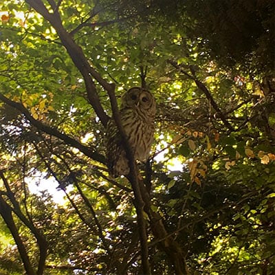 Owl looking directly into the camera sitting on a branch in a tree at midday.