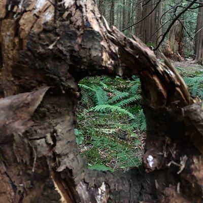 tree trunk framing forest floor