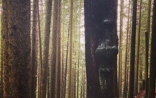 goddess, wisdom, trees, forest, Pacific Northwest, fire, rebirth
