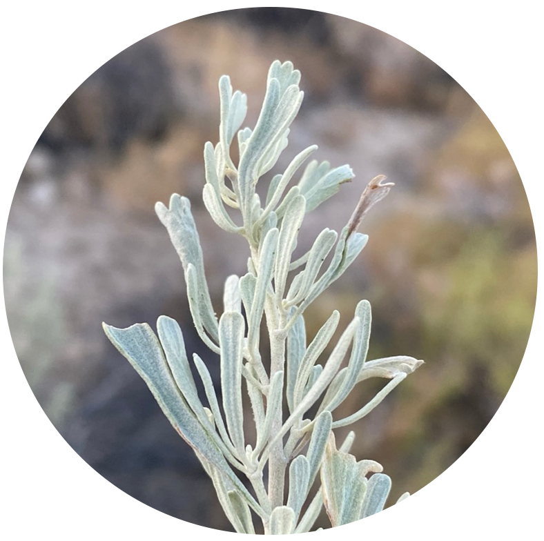 Wild and alive Desert Sage