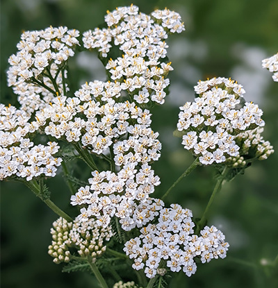 Yarrow in bloom Yarrow flowers in full blossom